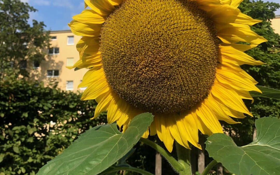 Sommer, Sonne, Sonnenblumen