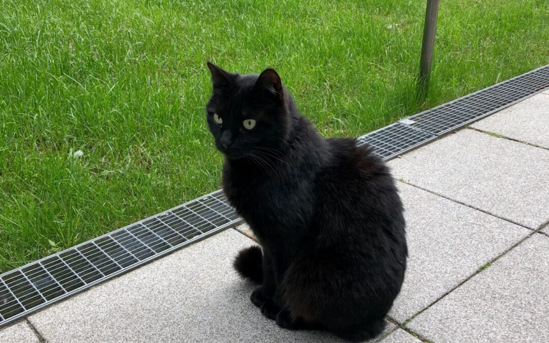 Innen Märchen, außen Kater