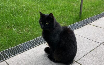 Innen Märchen, außen Kater